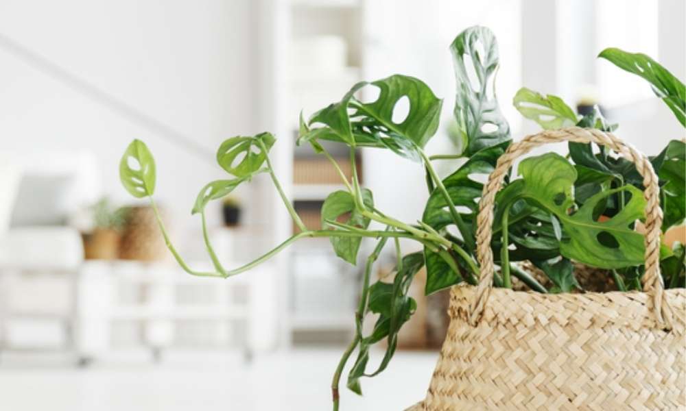 Observe The Visual Weight Of Your Living Room Plants