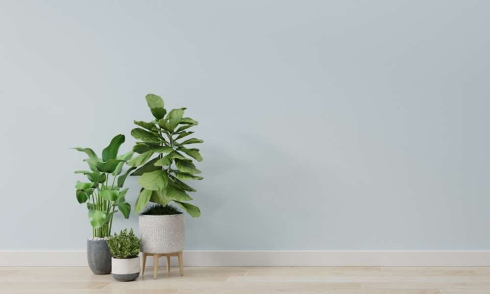 Where Should You Place a Plant in a Living Room?